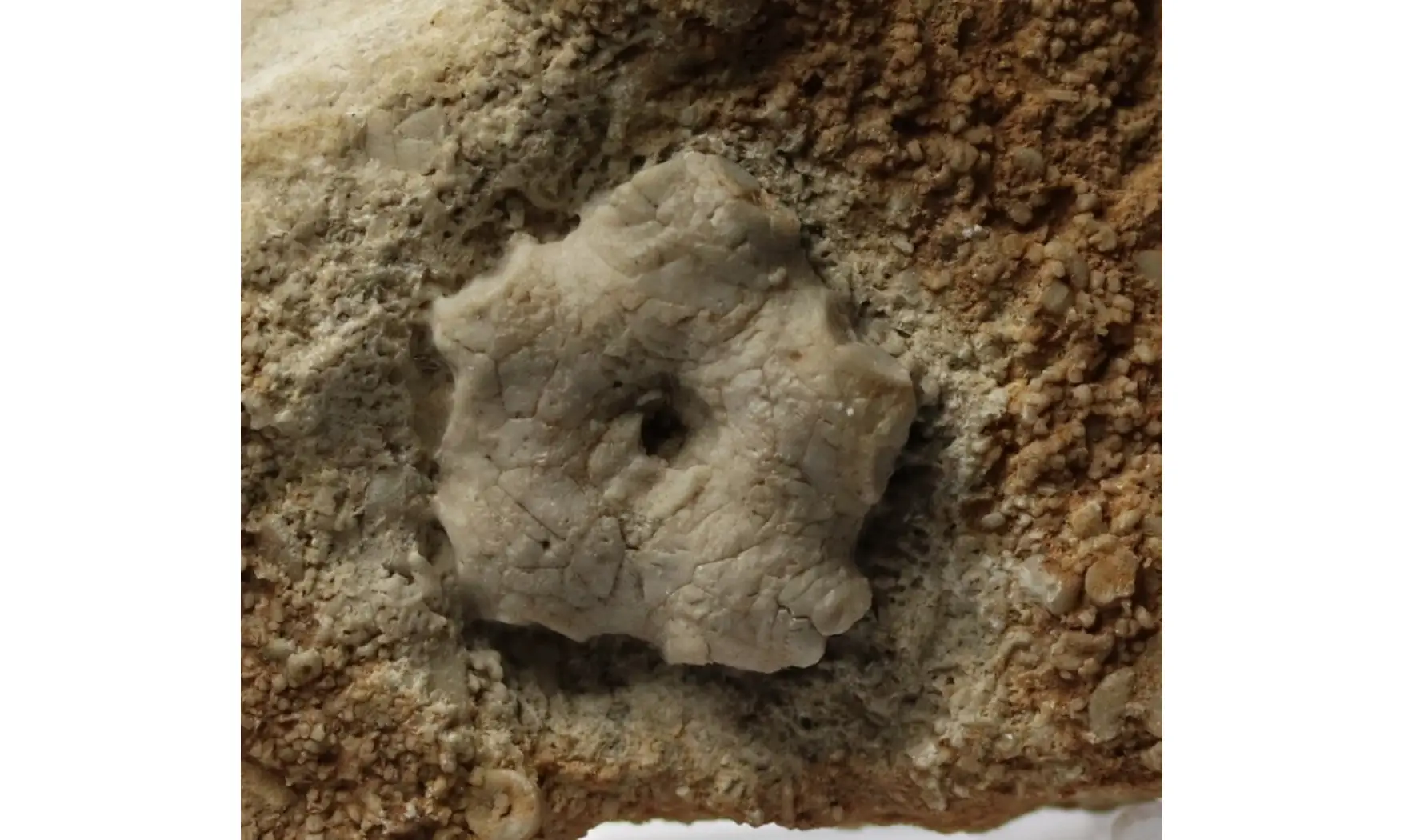 Agariocrinus planoconvexus