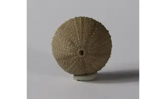 Stomechinus bigranularis