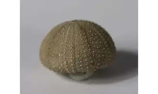 Stomechinus bigranularis