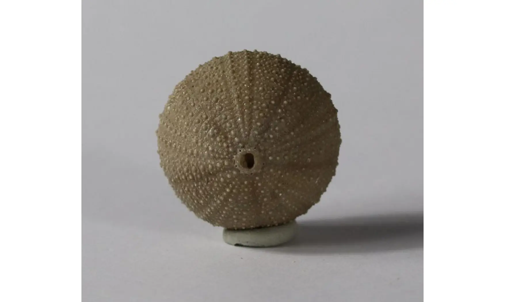Stomechinus bigranularis