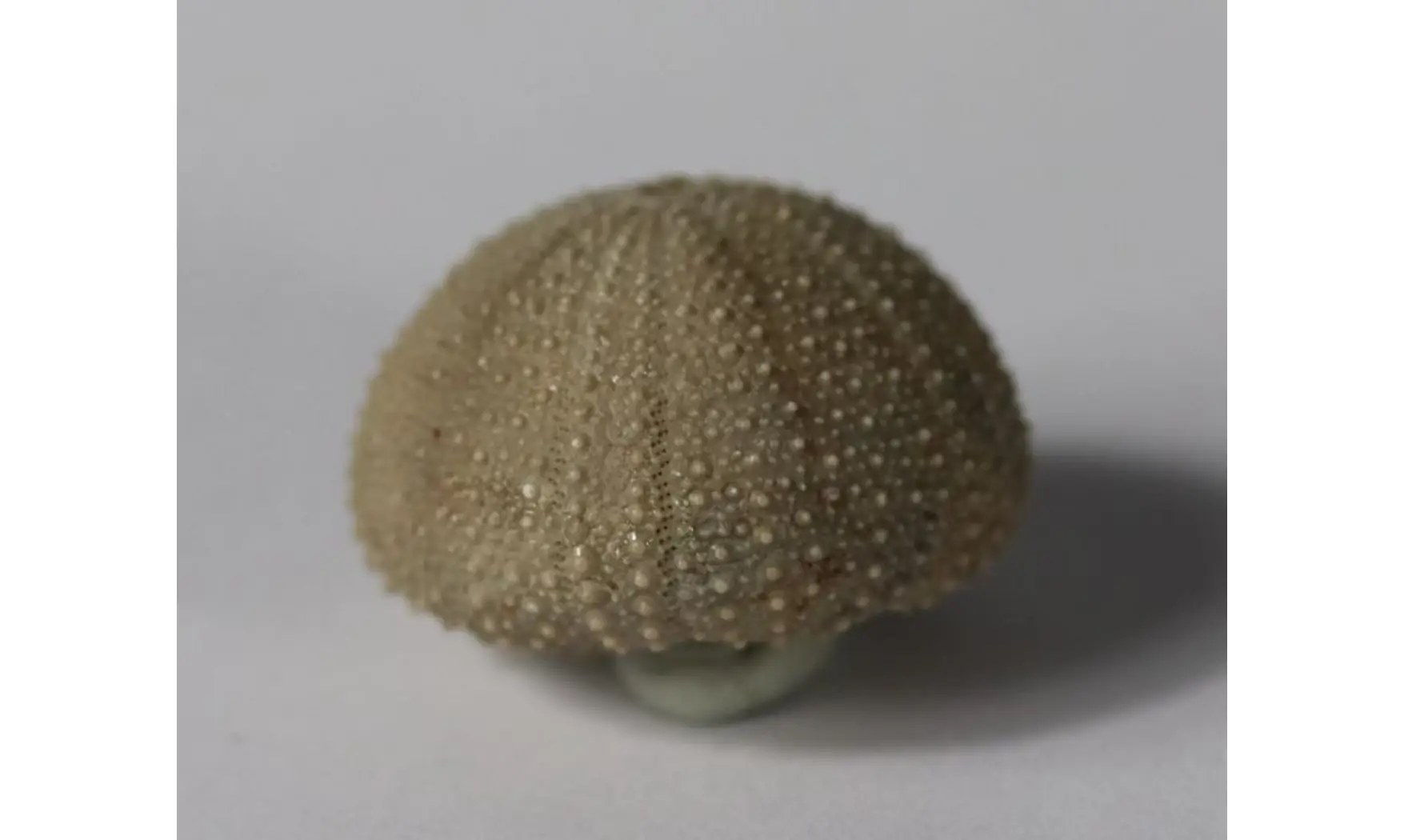 Stomechinus bigranularis