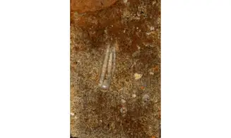 PHANOCRINUS FORMOSUS