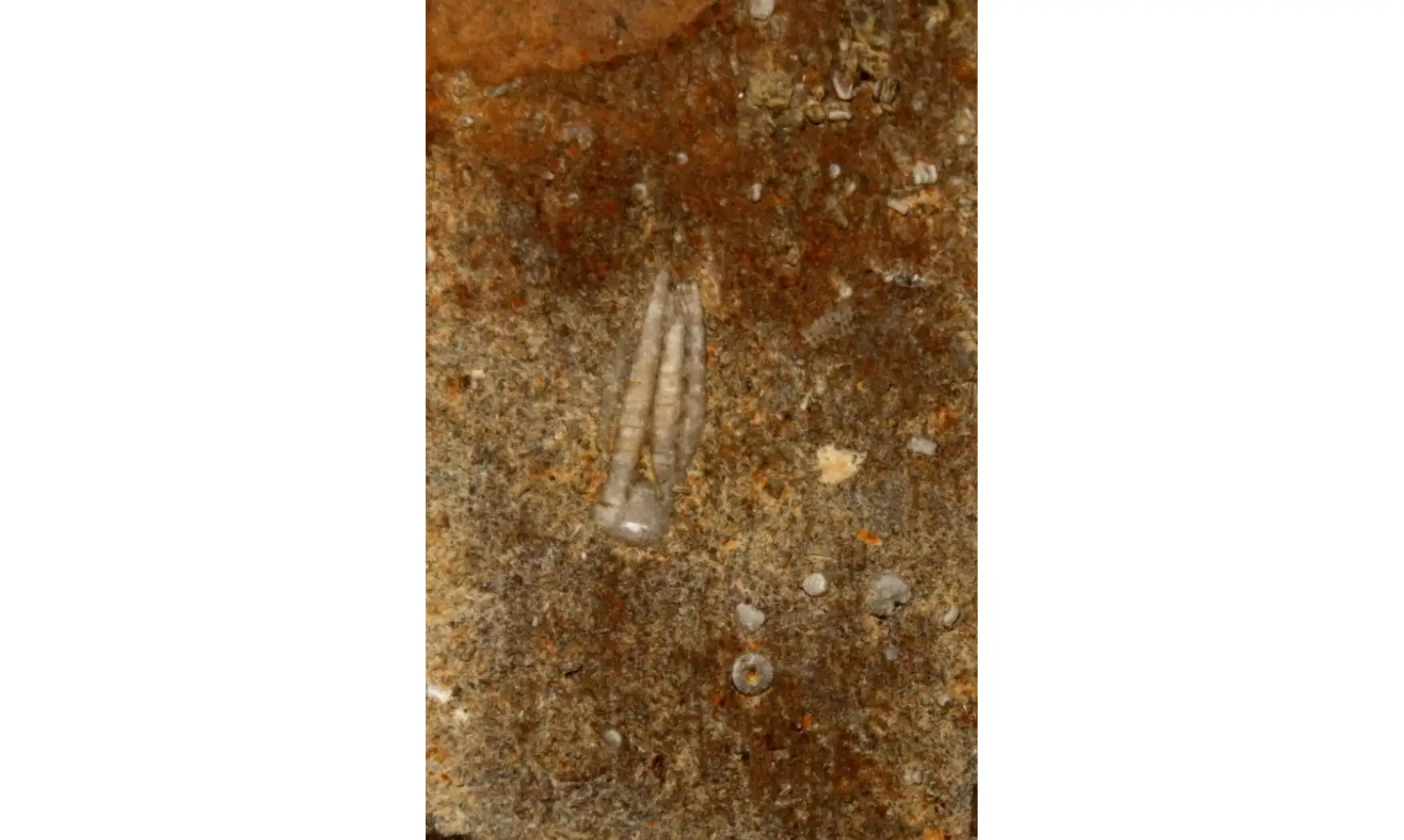 PHANOCRINUS FORMOSUS