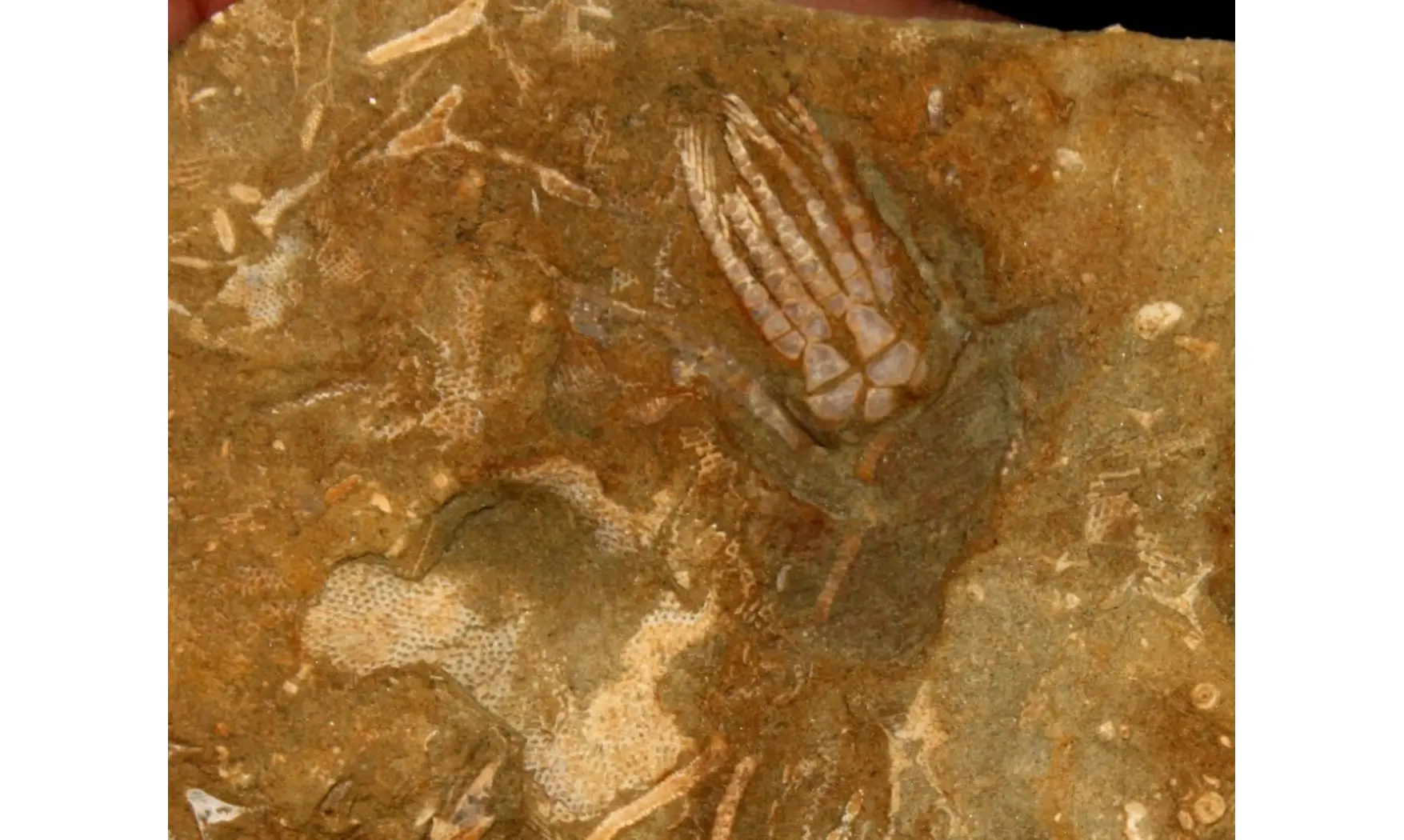 PHANOCRINUS PARVARAMUS fossil for sale