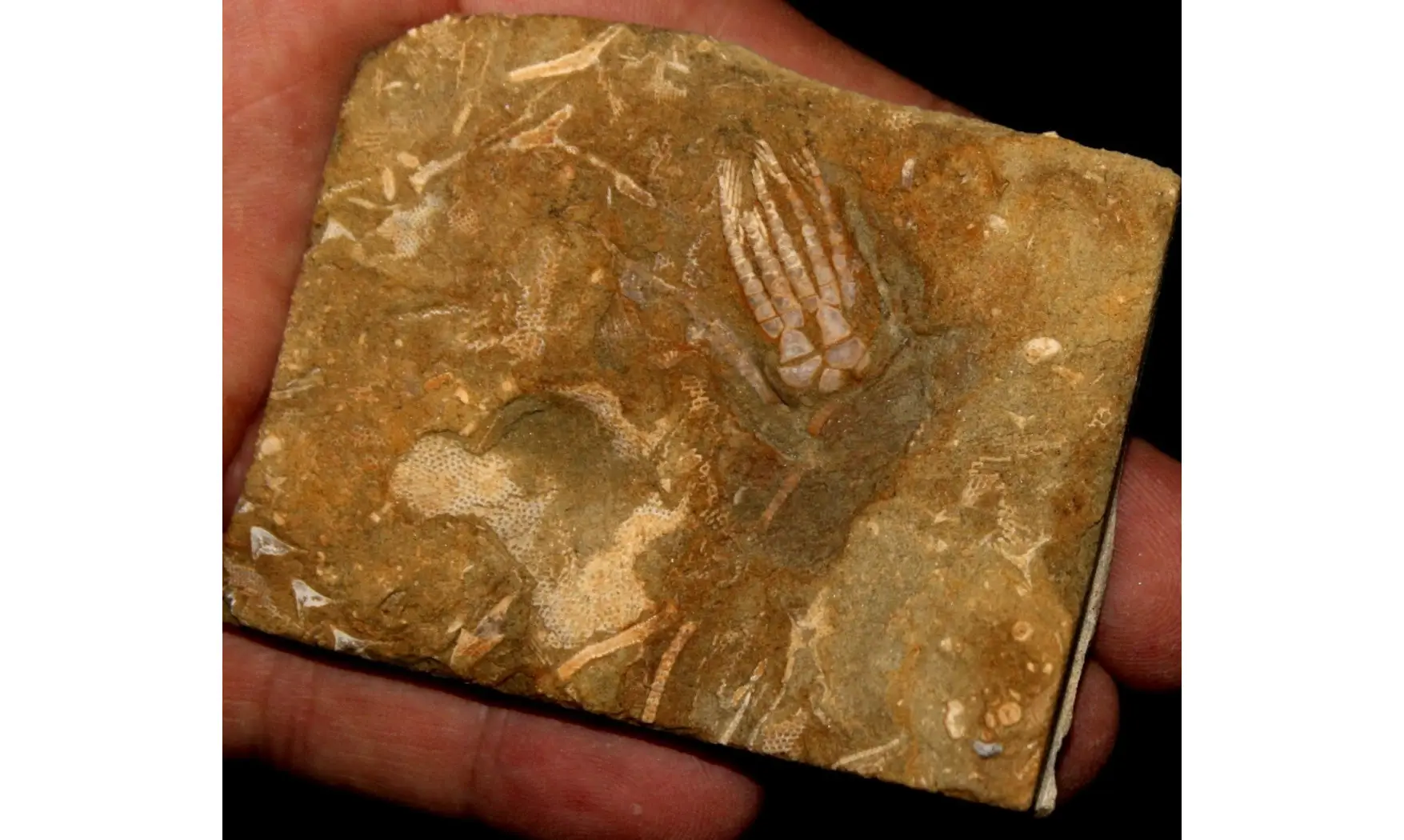 PHANOCRINUS PARVARAMUS fossil for sale