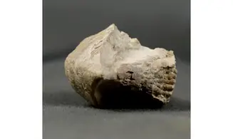 Rhyncholites hirundo