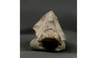 Rhyncholites hirundo