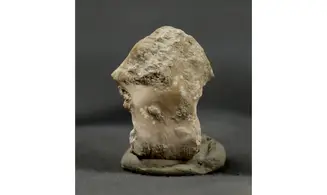 Rhyncholites hirundo