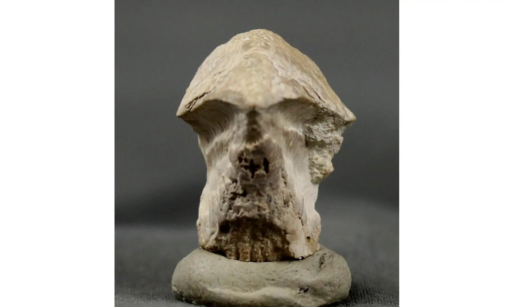 Rhyncholites hirundo