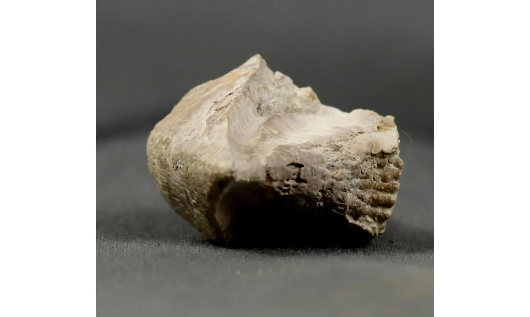 Rhyncholites hirundo