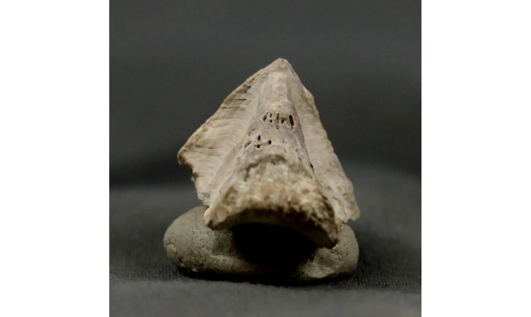 Rhyncholites hirundo