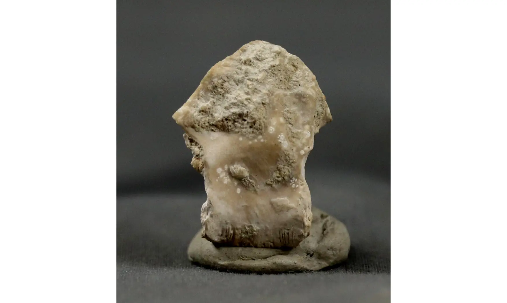 Rhyncholites hirundo
