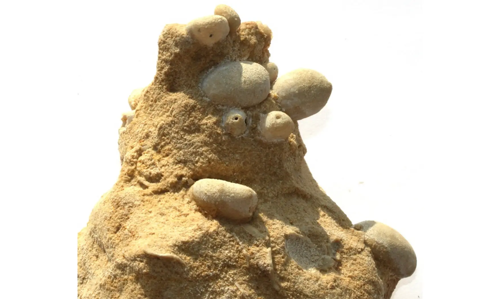 multiple OOLOPYGUS PYRIFORMIS