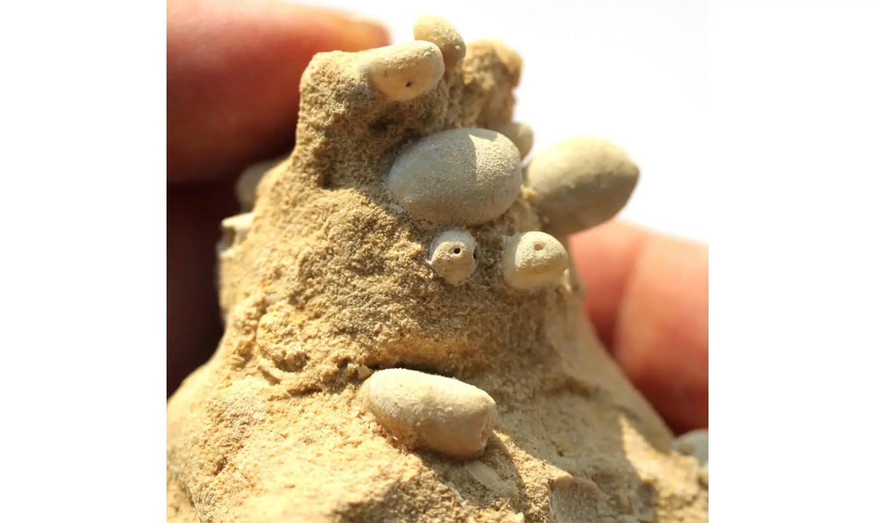 multiple OOLOPYGUS PYRIFORMIS