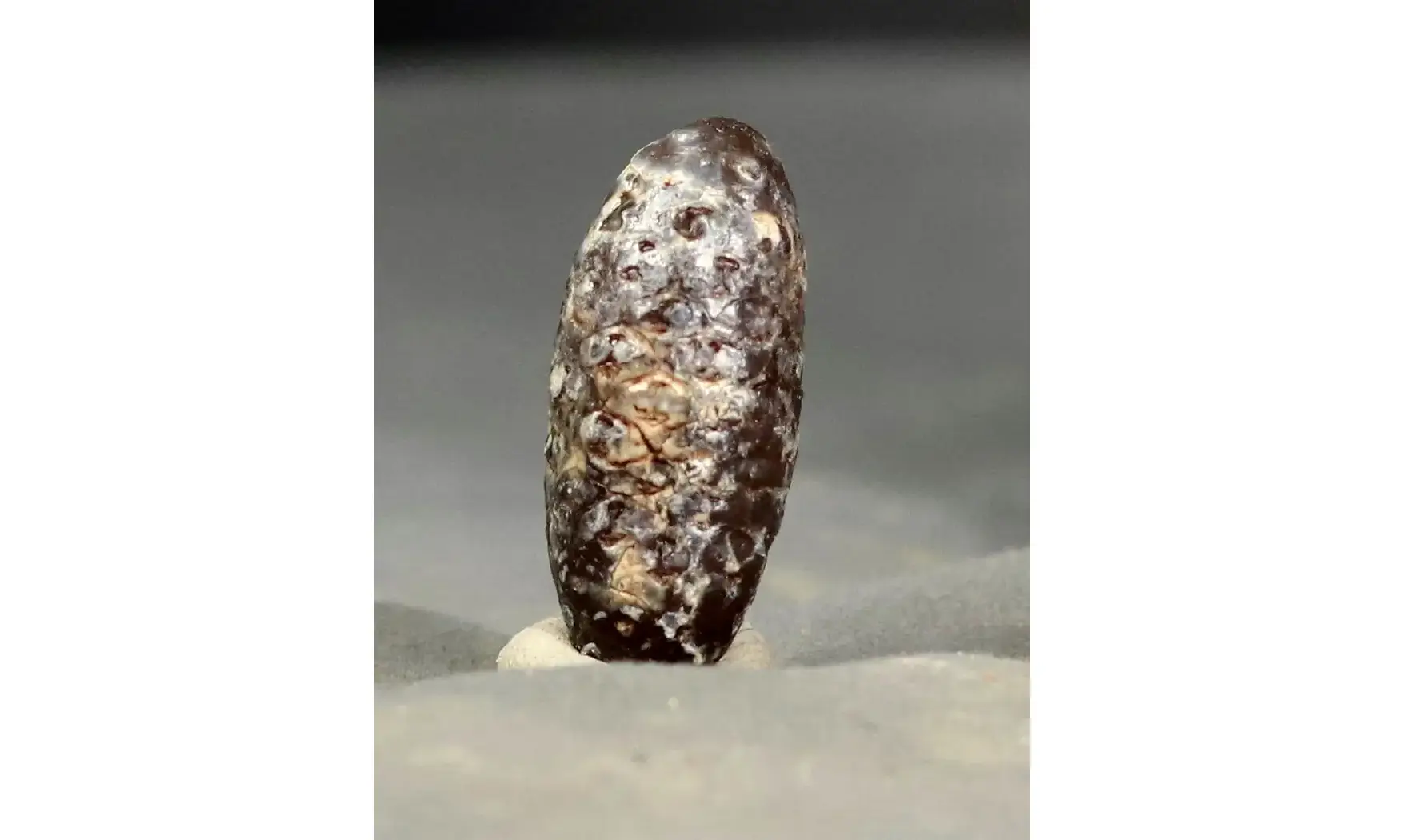 Equicalastrobus chinleana