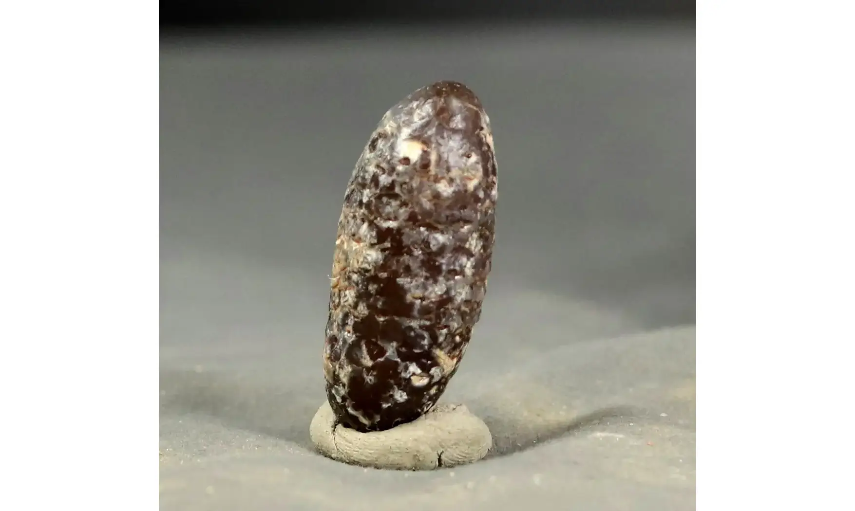 Equicalastrobus chinleana