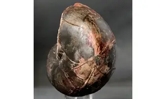 Cenoceras fourneti