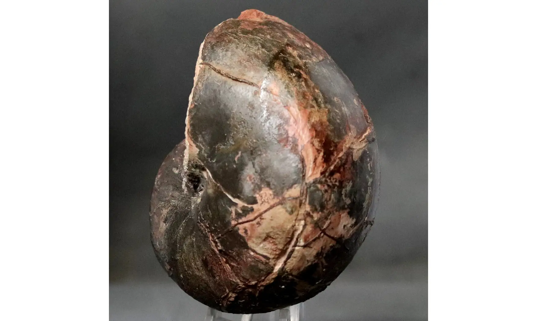 Cenoceras fourneti