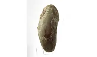 Syringonautilus