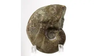 Syringonautilus