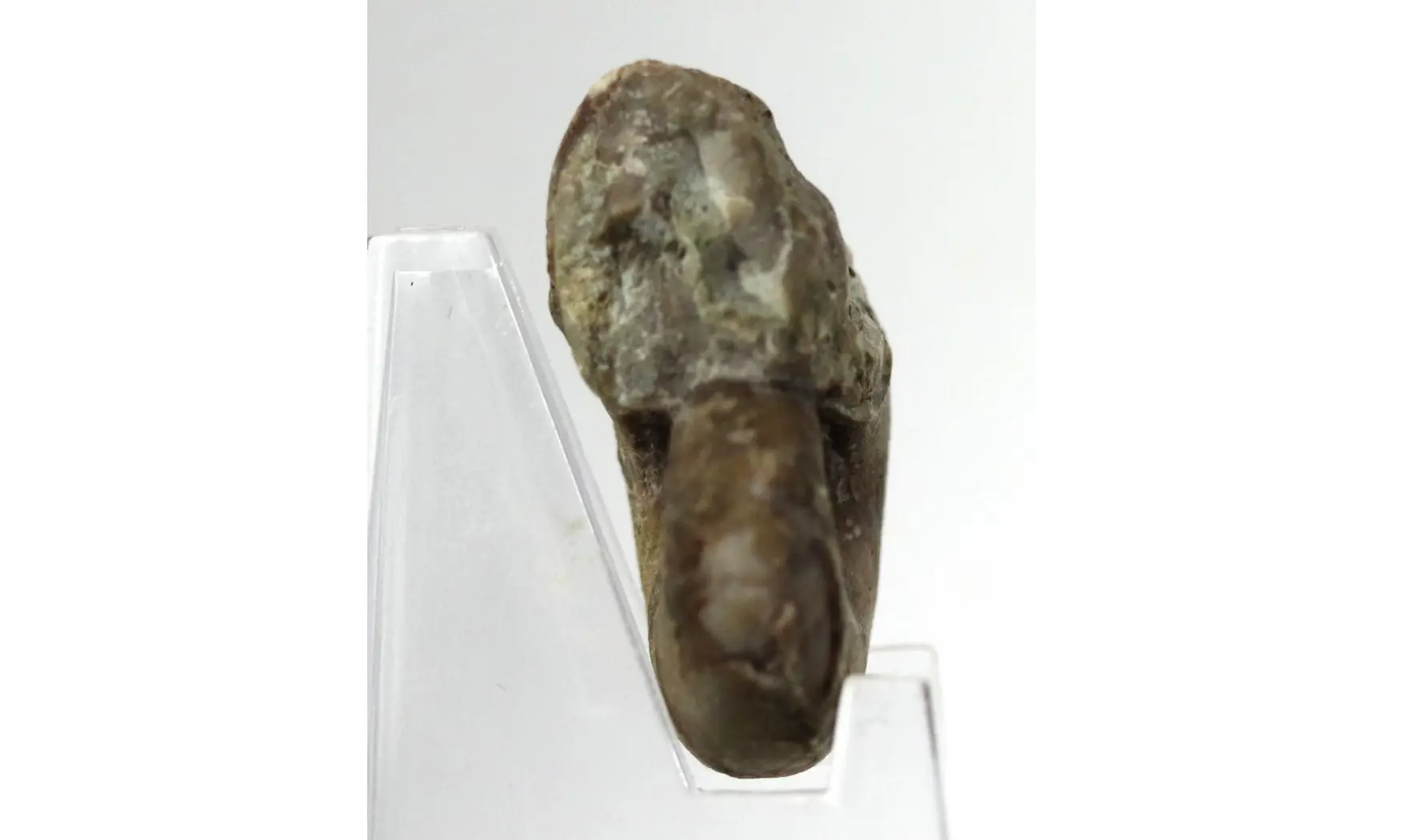 Syringonautilus