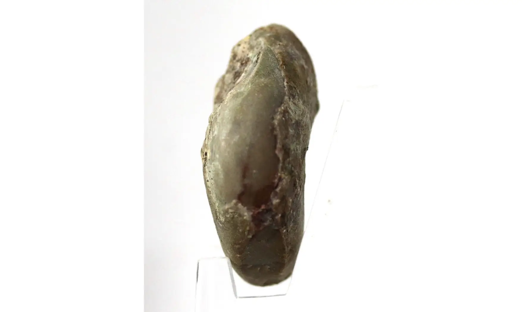 Syringonautilus