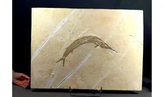 Aspidorhynchus acustirostris