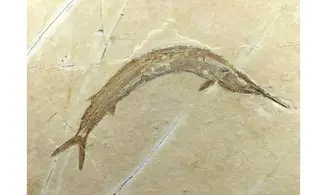 Aspidorhynchus acustirostris
