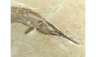 Aspidorhynchus acustirostris