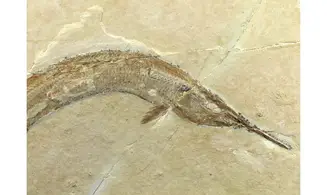 Aspidorhynchus acustirostris