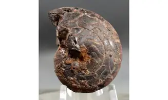 Sporadoceras orbiculare