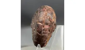 Sporadoceras orbiculare