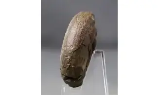Lunupharciceras serpentinum