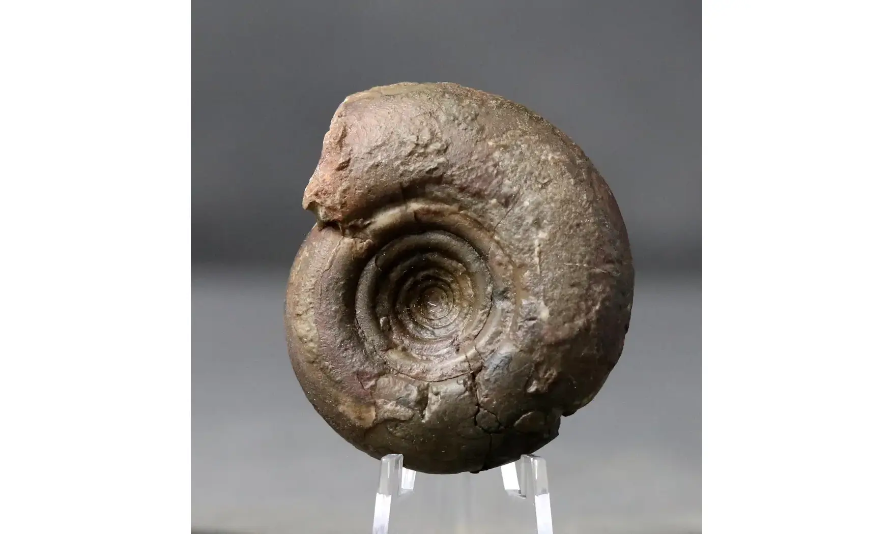 Lunupharciceras serpentinum