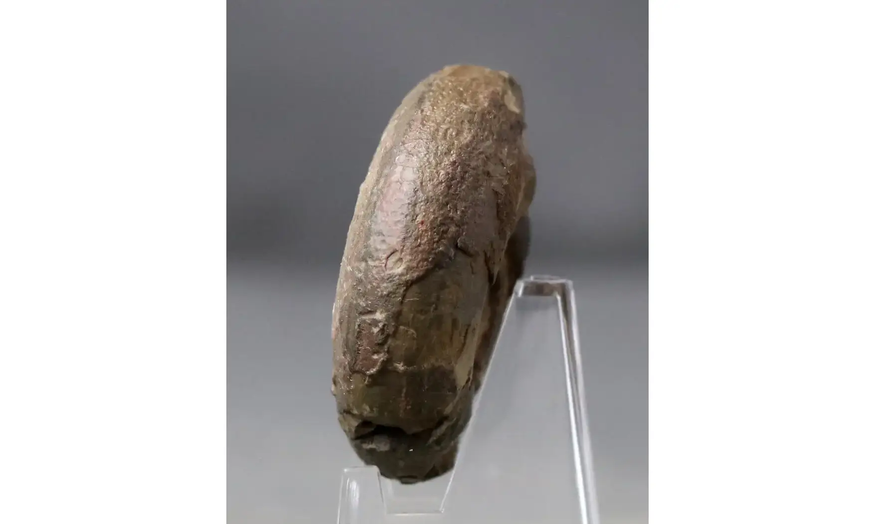 Lunupharciceras serpentinum