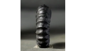 Brancoceras aegoceratoides