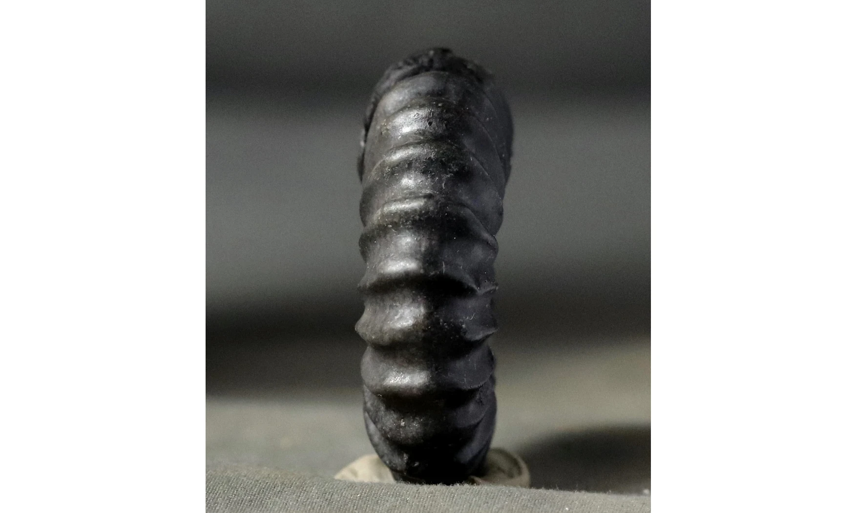 Brancoceras aegoceratoides