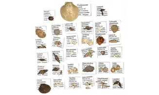 Collection: 33 coquilles du pliocène