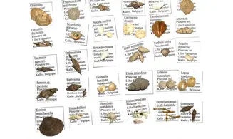 Collection: 33 coquilles du pliocène