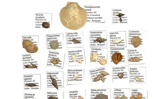 Collection: 33 coquilles du pliocène