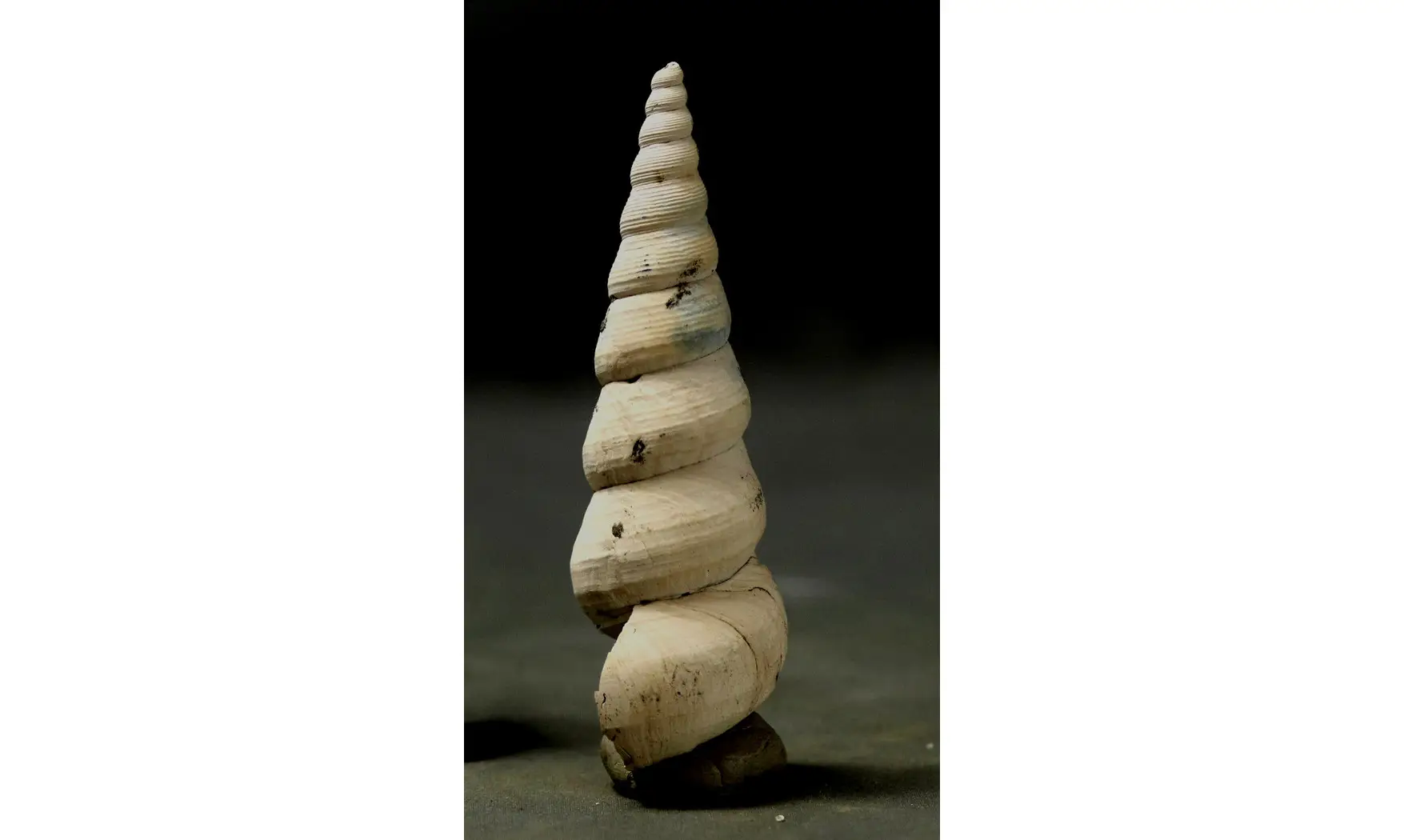 Turritella terebralis