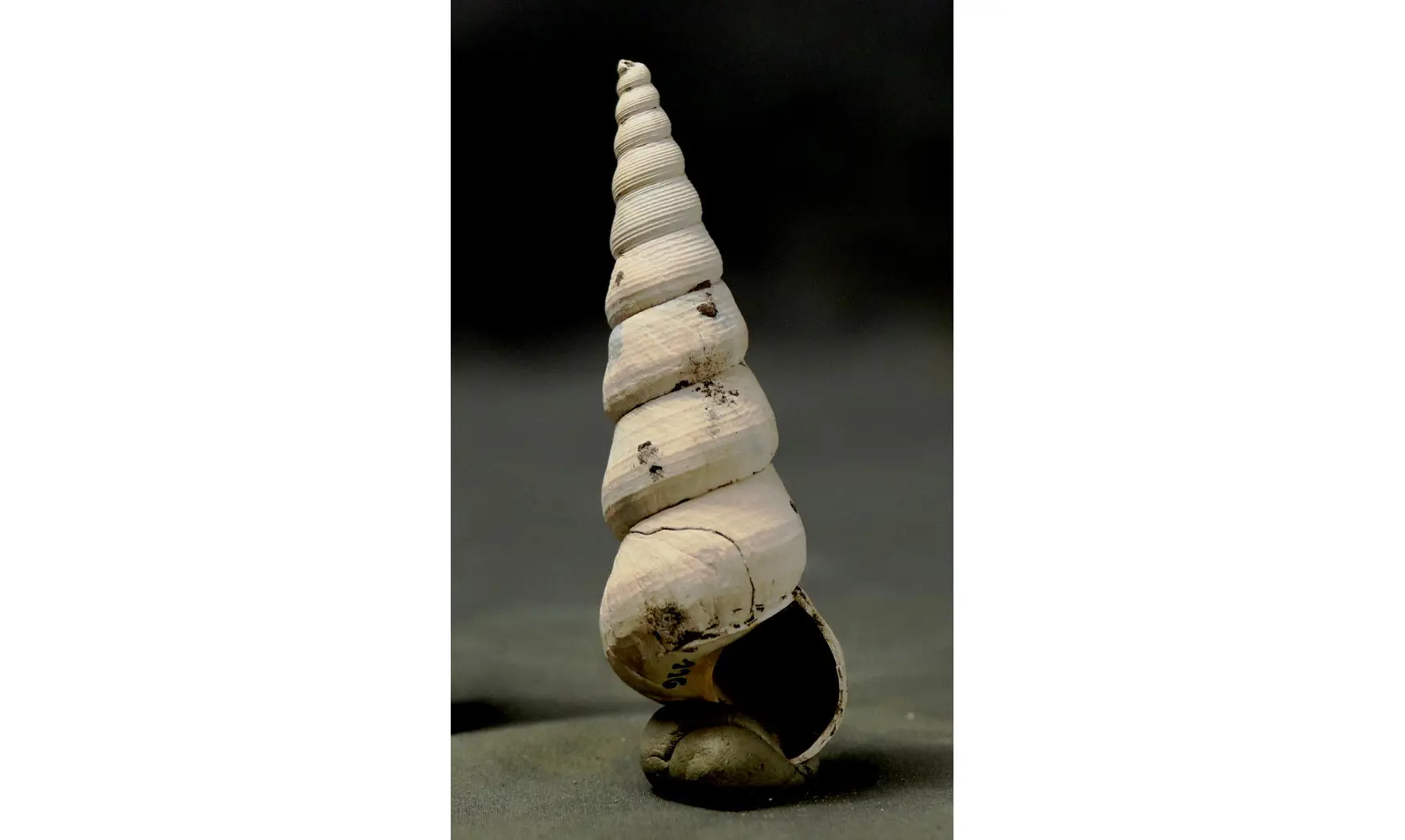 Turritella terebralis