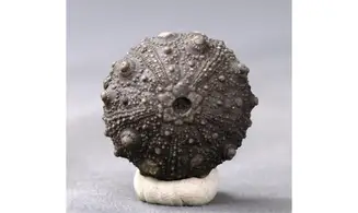 Asterocidaris meandrina