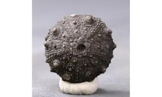 Asterocidaris meandrina
