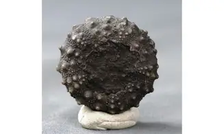 Asterocidaris meandrina