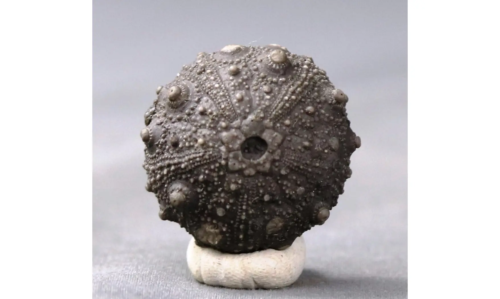 Asterocidaris meandrina