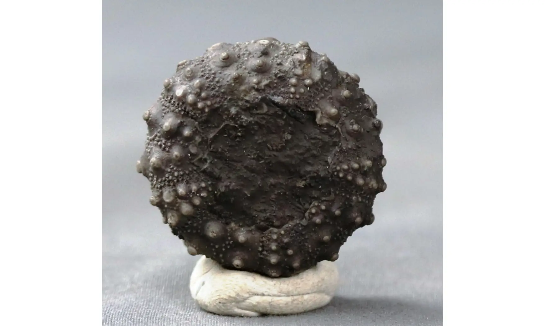 Asterocidaris meandrina