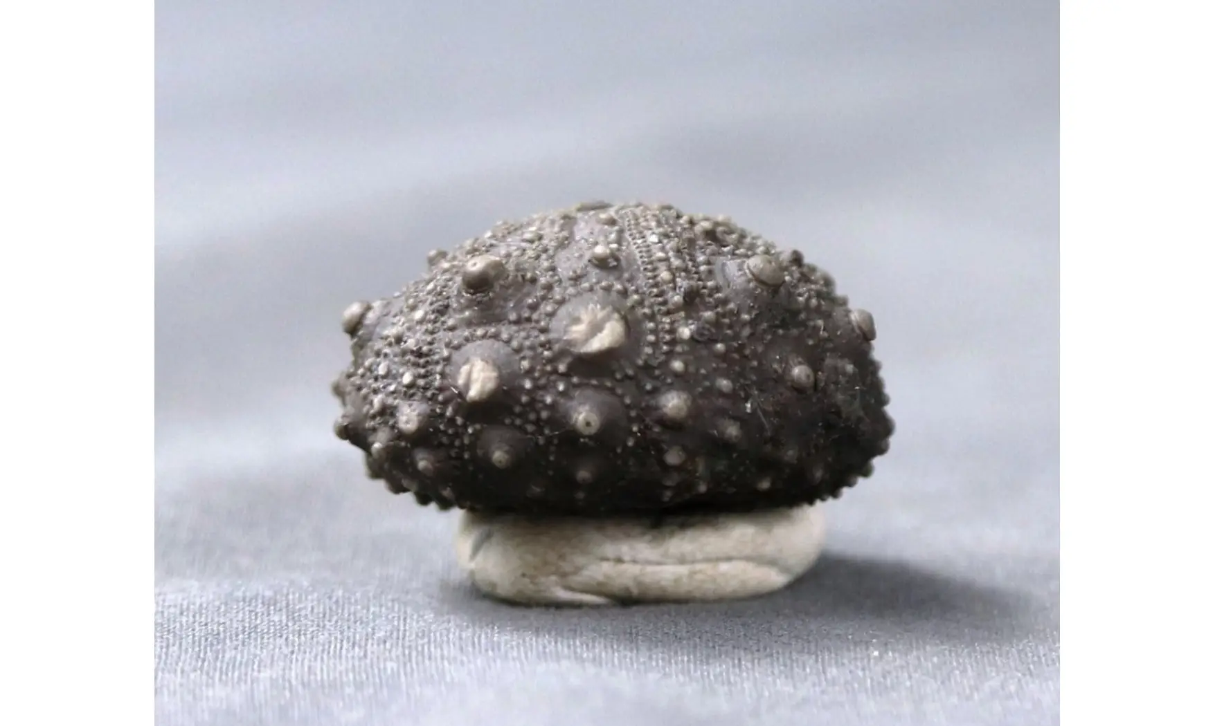 Asterocidaris meandrina