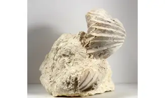 Burmirhynchia decorata