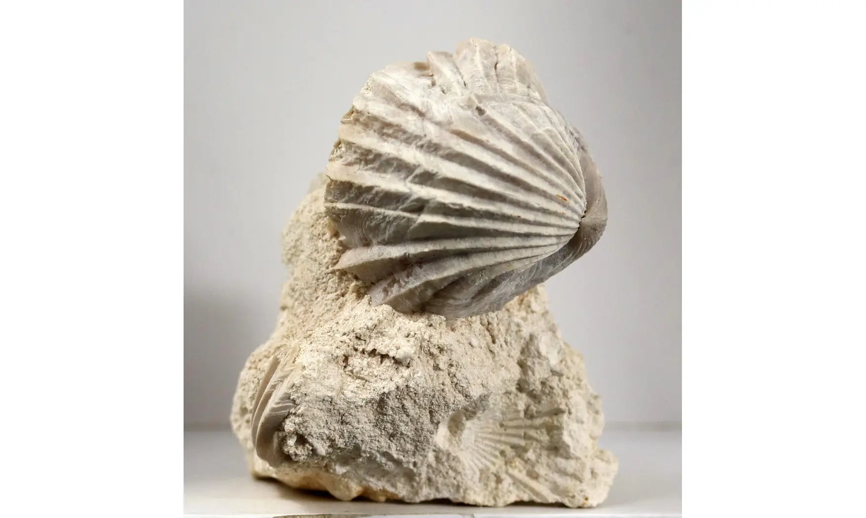 Burmirhynchia decorata